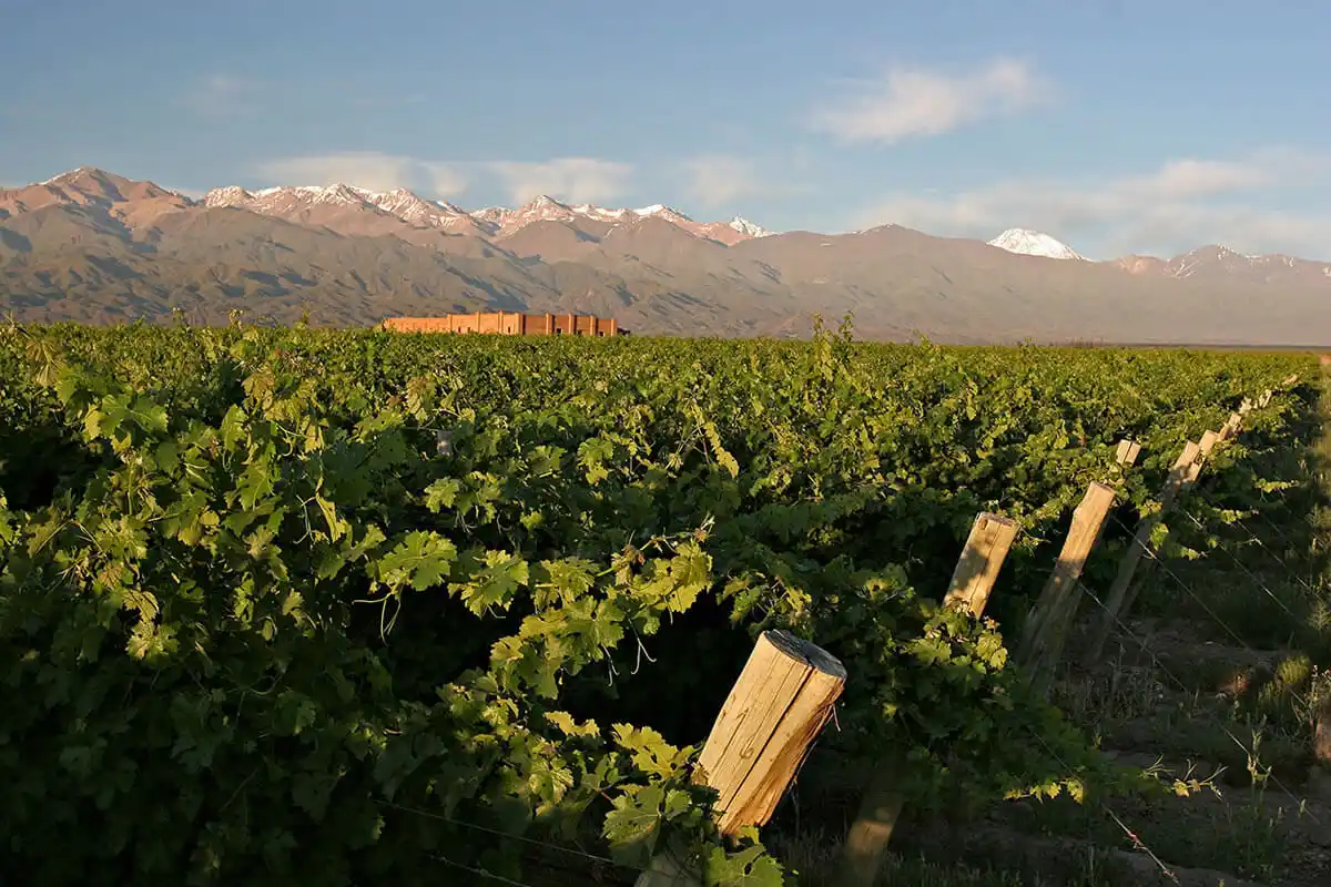 Piedra Infinita de Familia Zuccardi