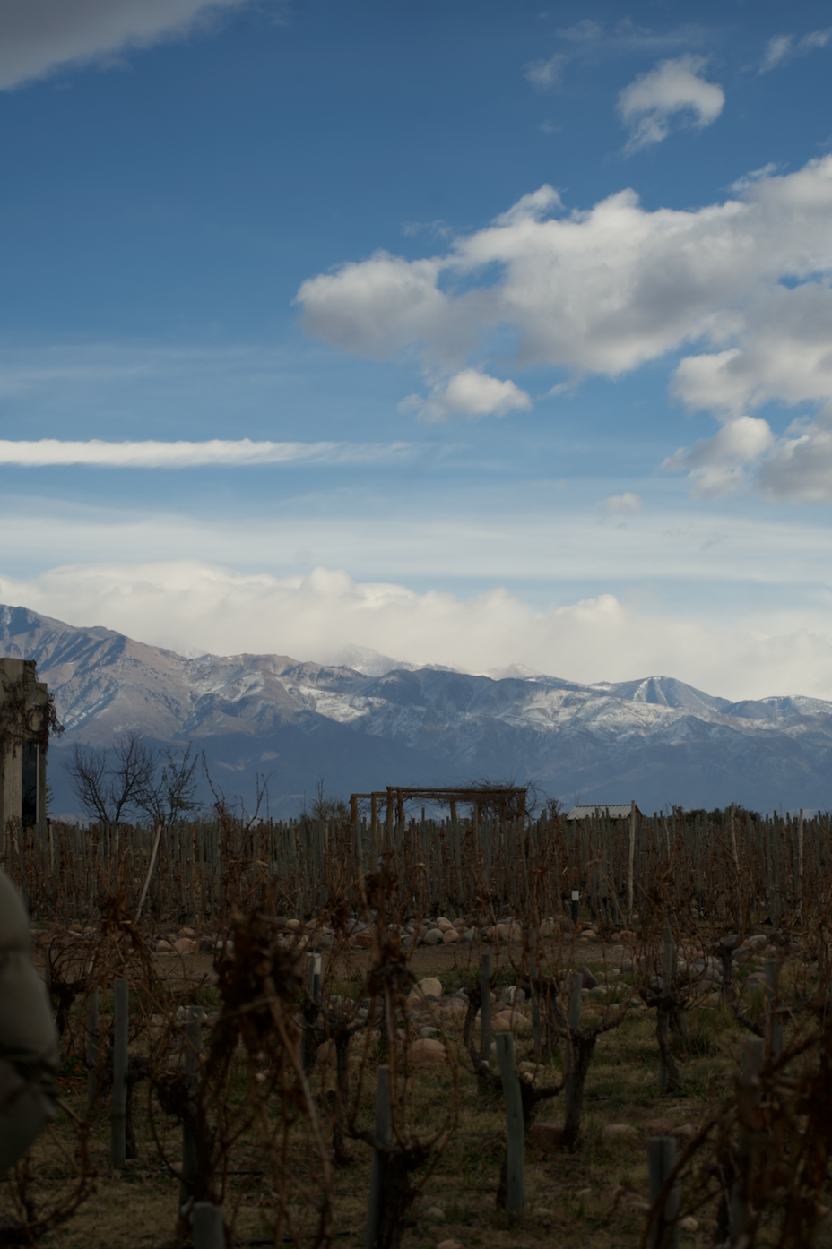 Viñedo
