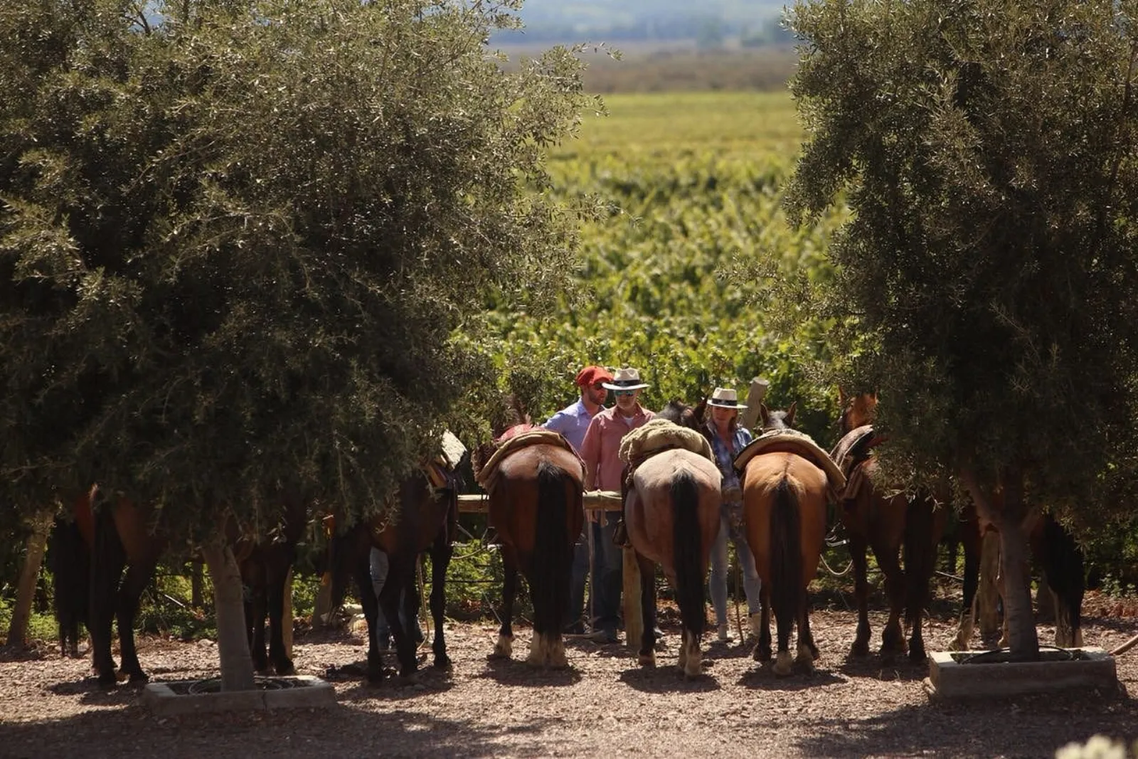 DiamAndes — Peter Wine Tours
