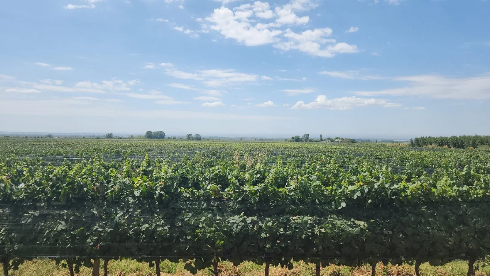 Finca Adelma — Peter Wine Tours
